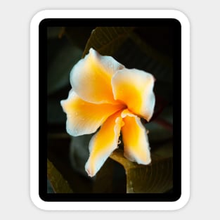 plumeria-flowers-frangipani-floral-blossom-petal-shirtyshirto-44 Sticker